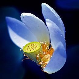 《幻象破坏者Omnia》新角色演示 厌世coser“Cocoa”